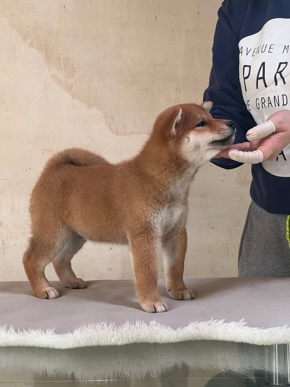 сиба питомник Рубилайт щенки на продажу rubylight  сиба щенки купить СПб Санкт-Петербург 