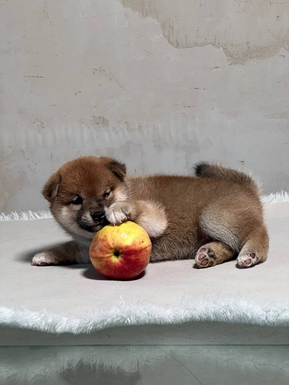 сиба питомник Рубилайт щенки на продажу rubylight  сиба щенки купить СПб Санкт-Петербург 