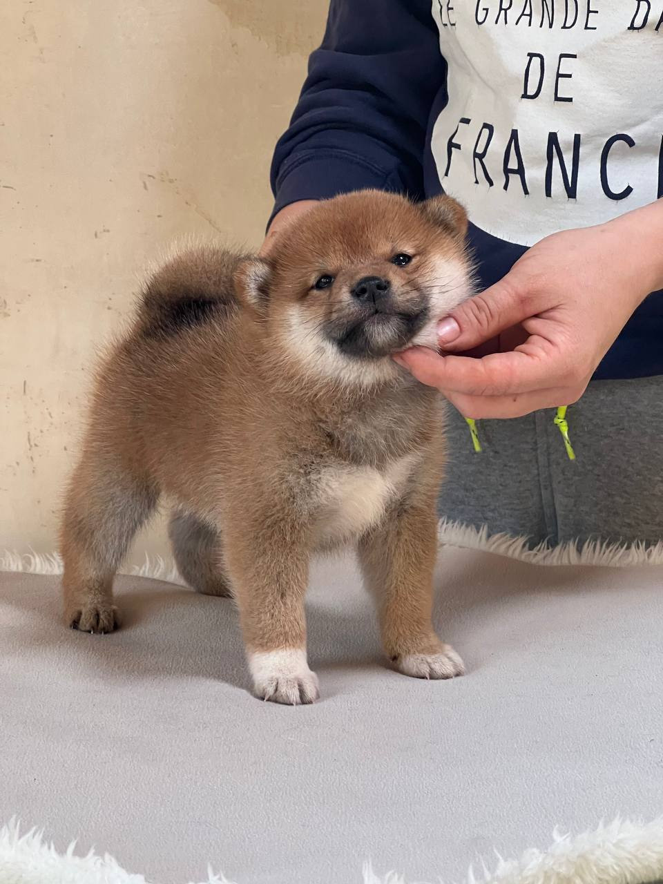 сиба питомник Рубилайт щенки на продажу rubylight  сиба щенки купить СПб Санкт-Петербург 