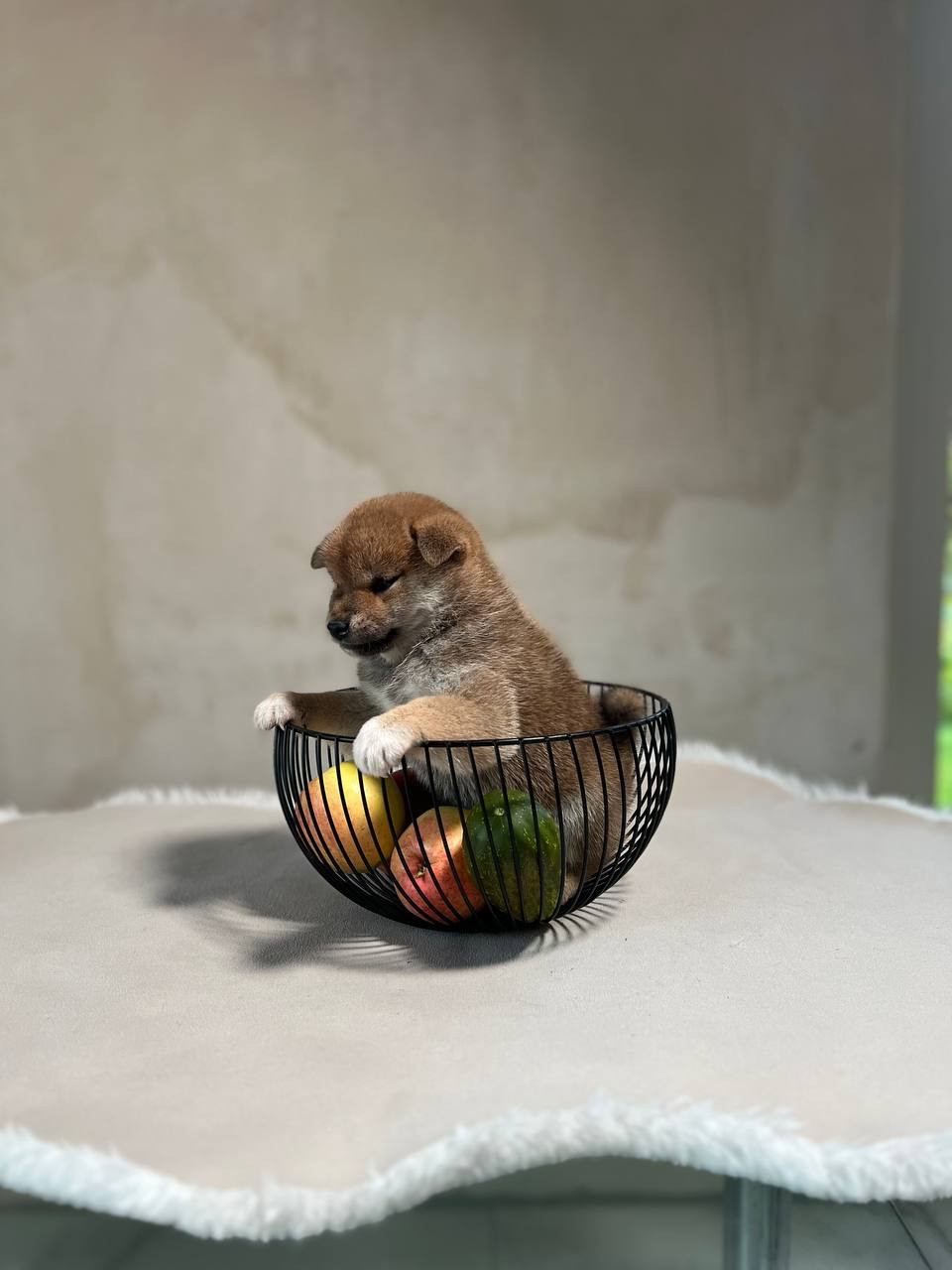 сиба питомник Рубилайт щенки на продажу rubylight  сиба щенки купить СПб Санкт-Петербург 