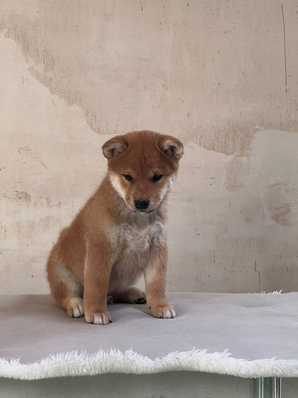 сиба питомник Рубилайт щенки на продажу rubylight  сиба щенки купить СПб Санкт-Петербург 