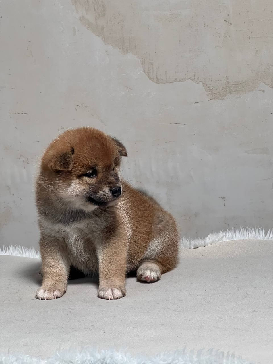 сиба питомник Рубилайт щенки на продажу rubylight  сиба щенки купить СПб Санкт-Петербург 