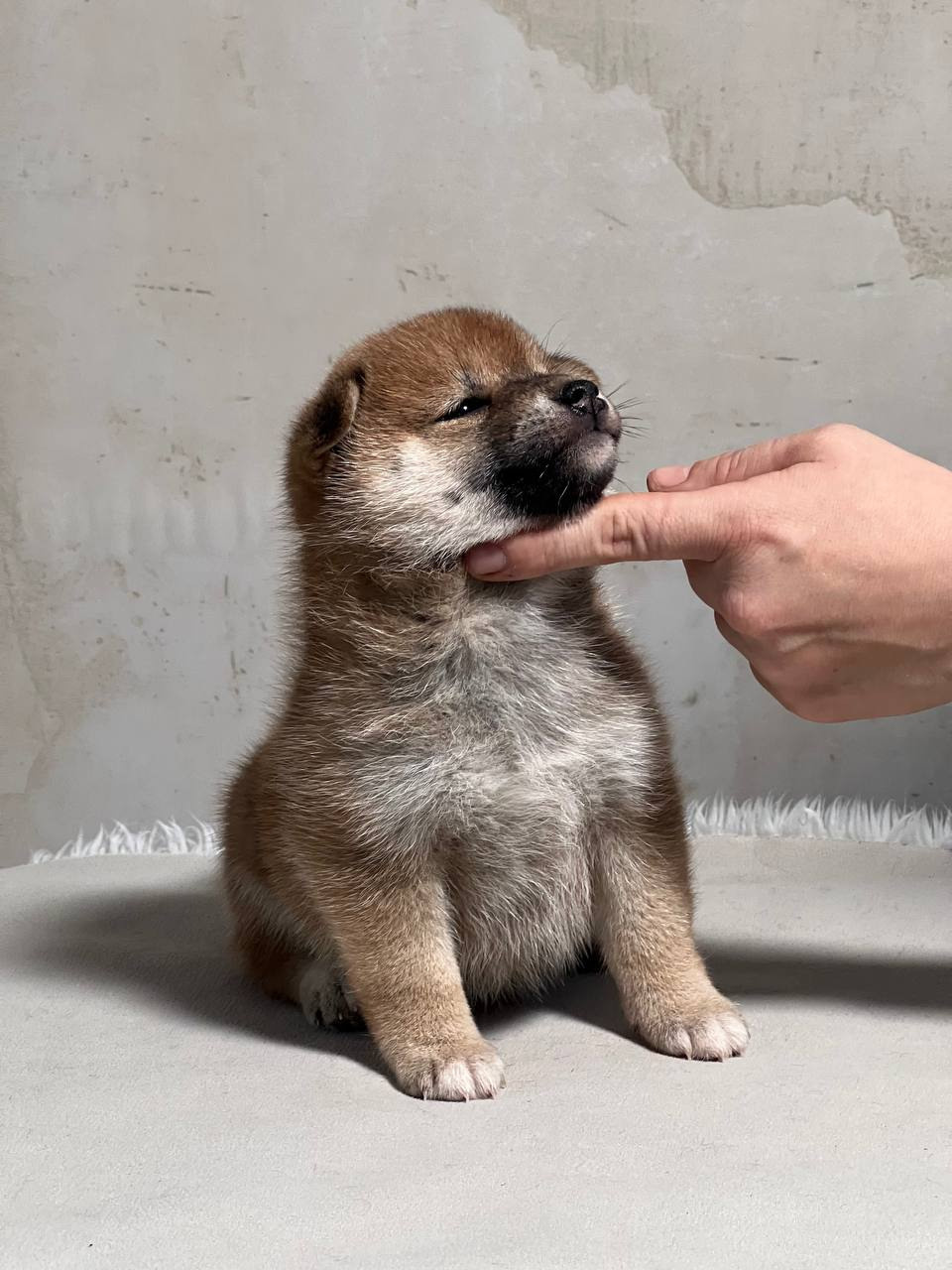 сиба питомник Рубилайт щенки на продажу rubylight  сиба щенки купить СПб Санкт-Петербург 