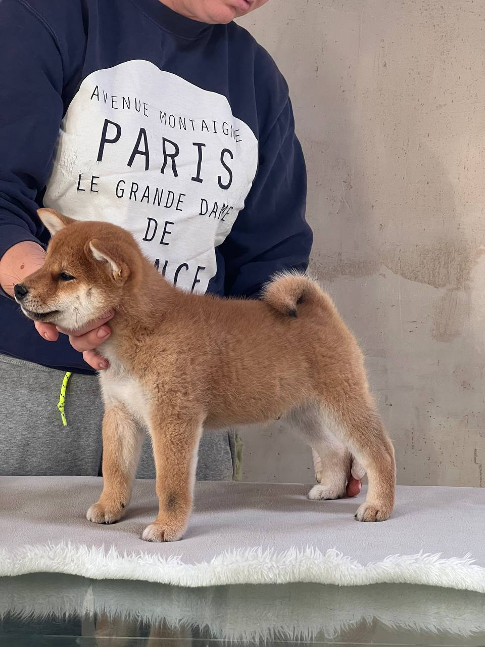 сиба питомник Рубилайт щенки на продажу rubylight  сиба щенки купить СПб Санкт-Петербург 