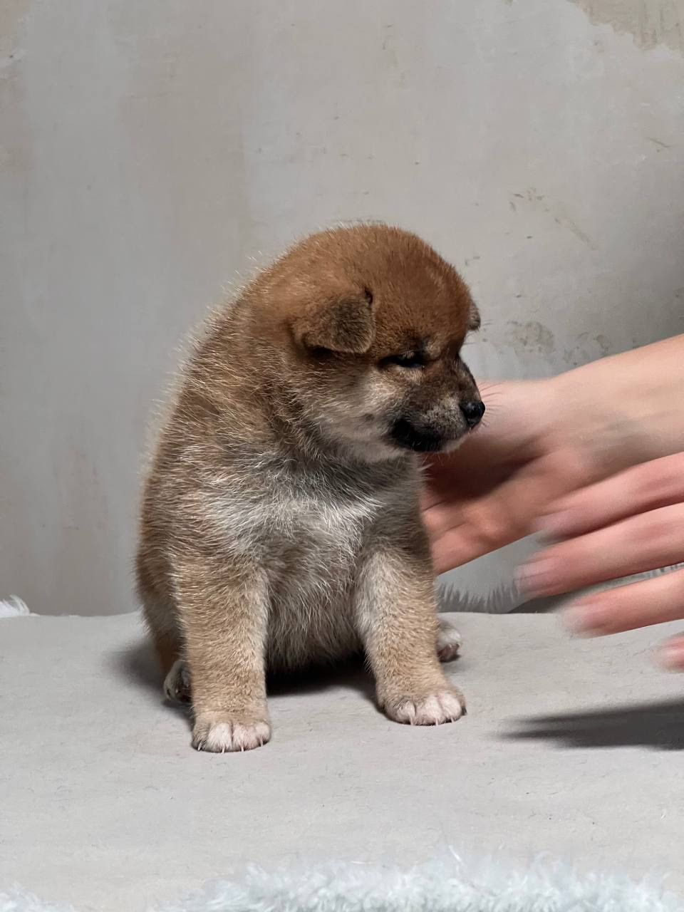 сиба питомник Рубилайт щенки на продажу rubylight  сиба щенки купить СПб Санкт-Петербург 