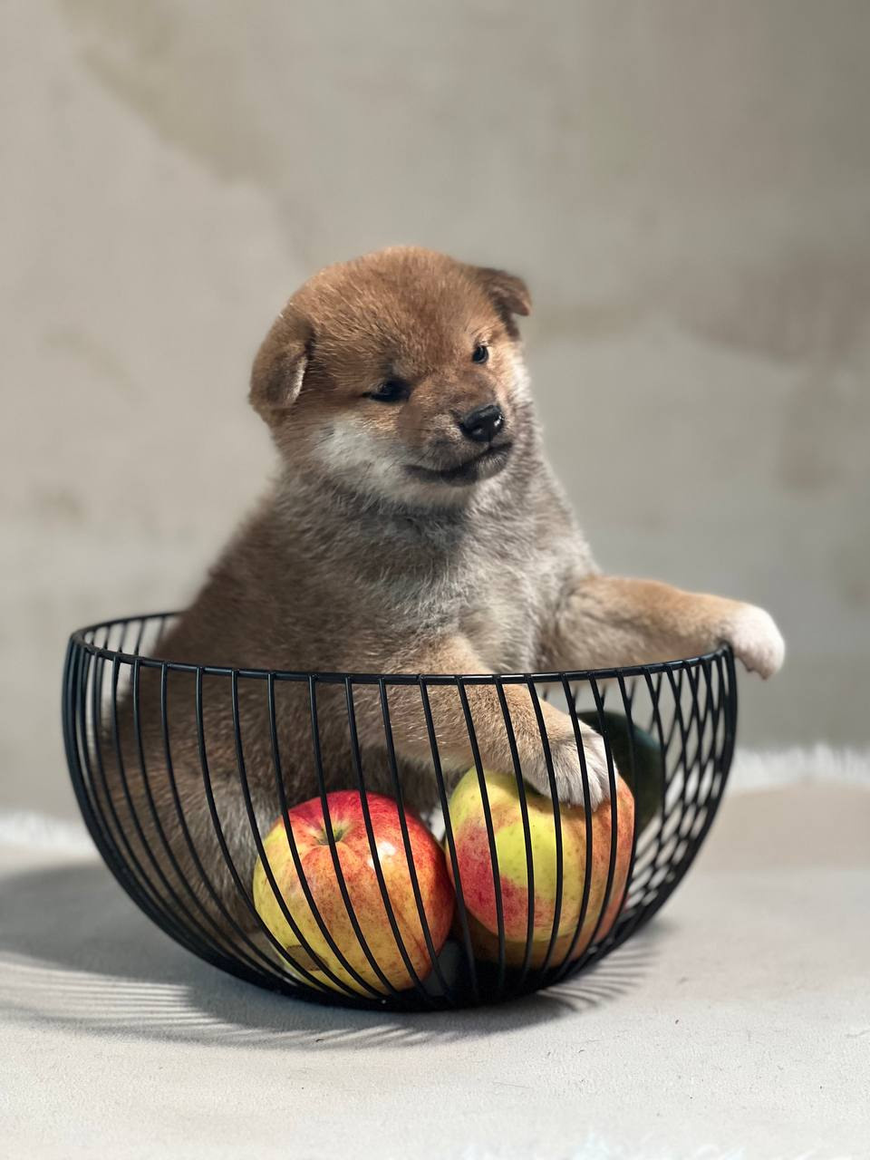 сиба питомник Рубилайт щенки на продажу rubylight  сиба щенки купить СПб Санкт-Петербург 