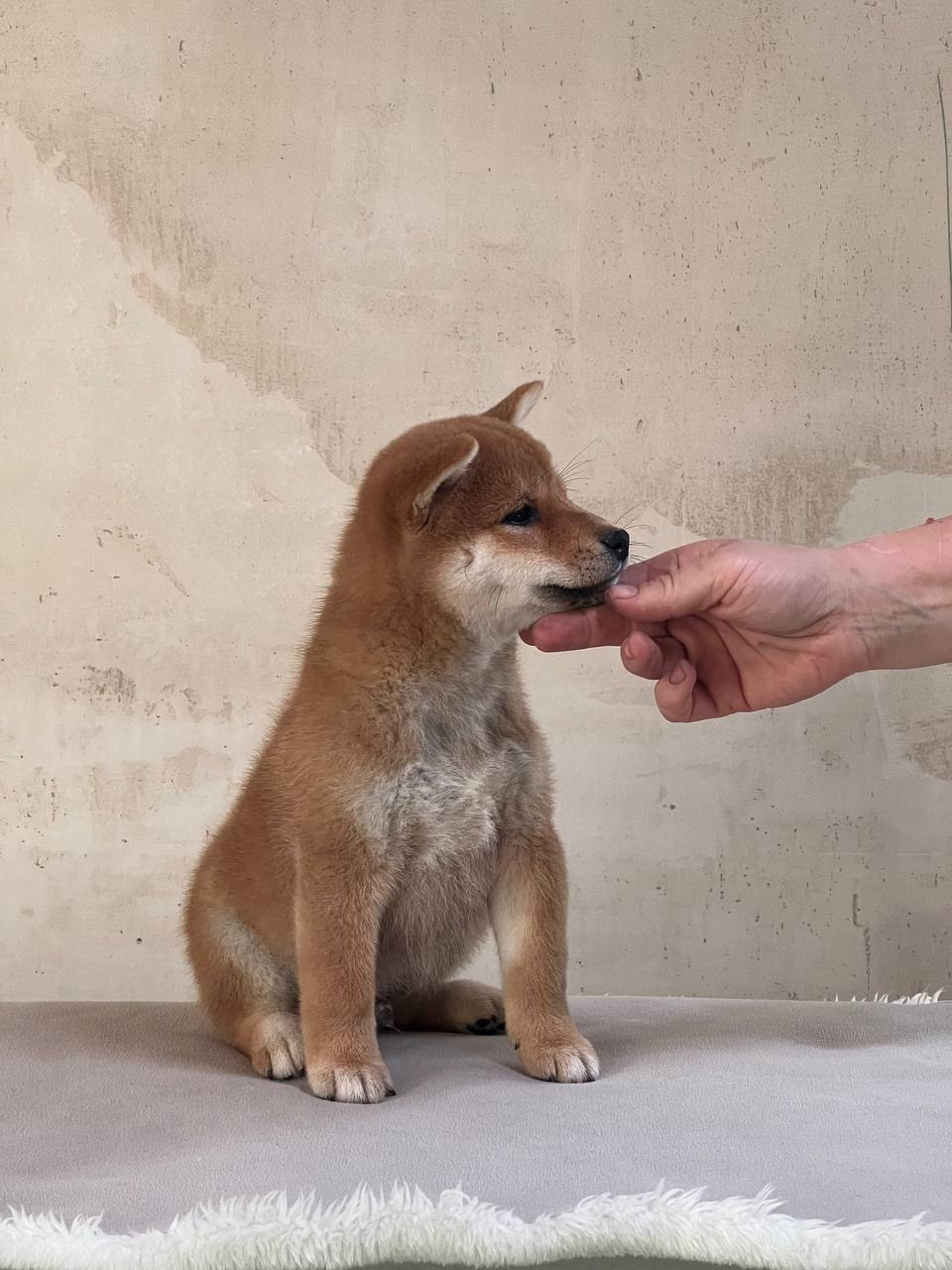 сиба питомник Рубилайт щенки на продажу rubylight  сиба щенки купить СПб Санкт-Петербург 