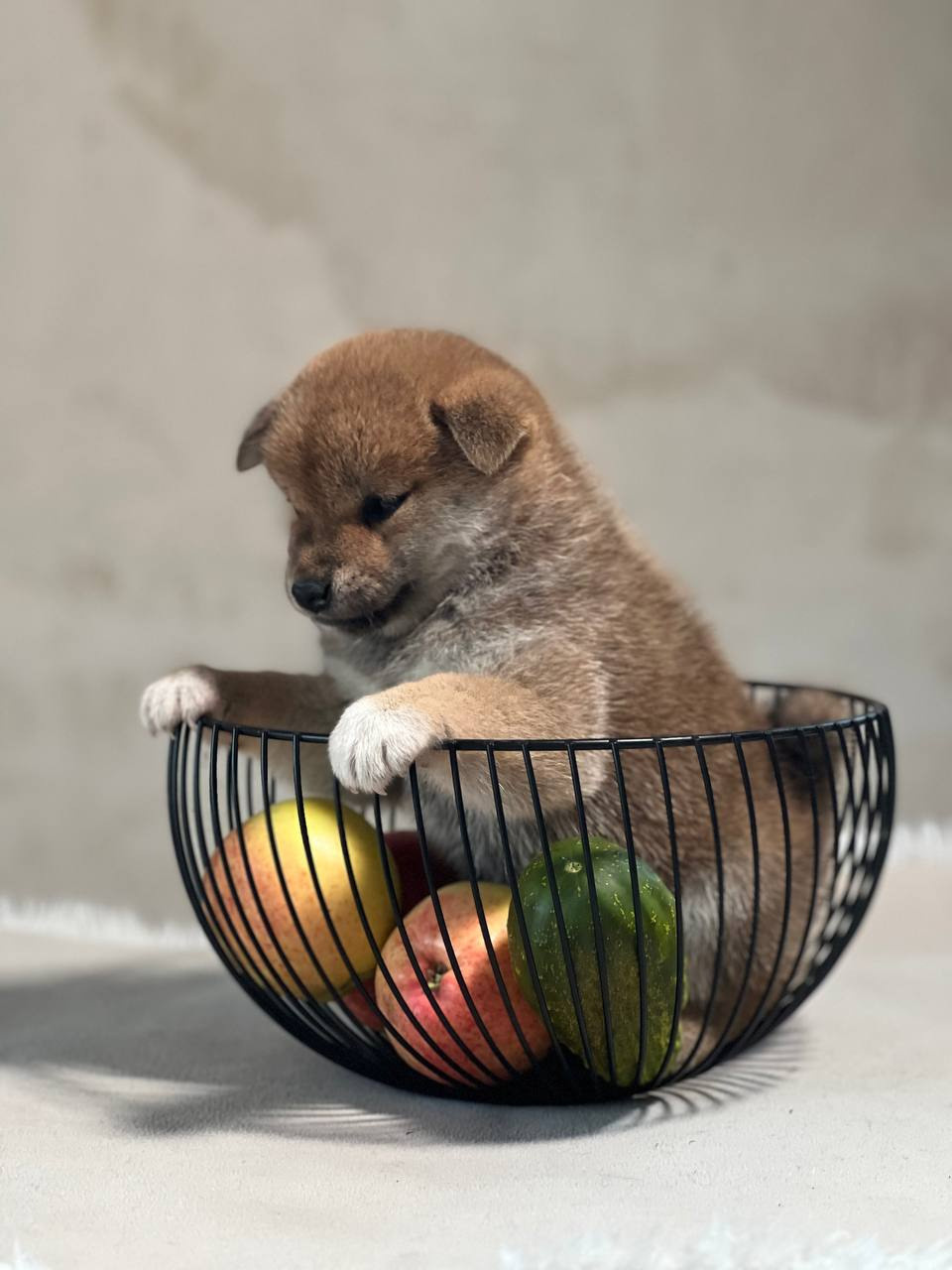 сиба питомник Рубилайт щенки на продажу rubylight  сиба щенки купить СПб Санкт-Петербург 