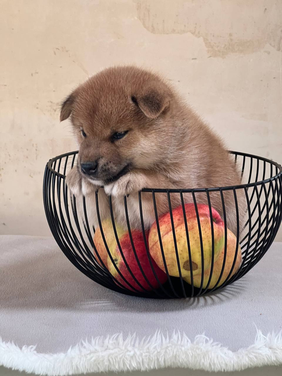 сиба питомник Рубилайт щенки на продажу rubylight  сиба щенки купить СПб Санкт-Петербург 