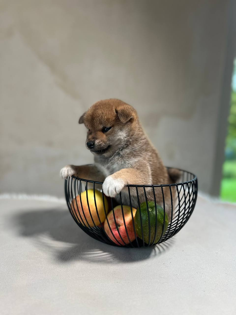 сиба питомник Рубилайт щенки на продажу rubylight  сиба щенки купить СПб Санкт-Петербург 