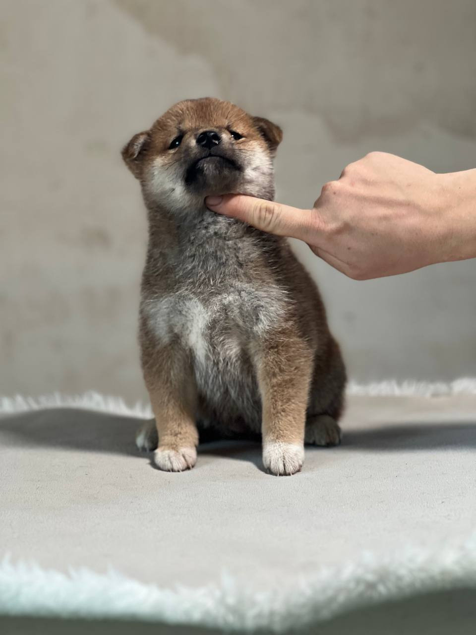 сиба питомник Рубилайт щенки на продажу rubylight  сиба щенки купить СПб Санкт-Петербург 