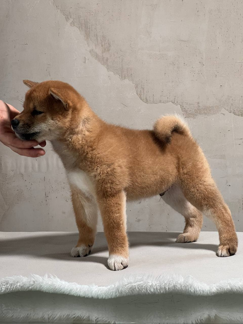 Сиба Rubylight Zack питомник Рубилайт 