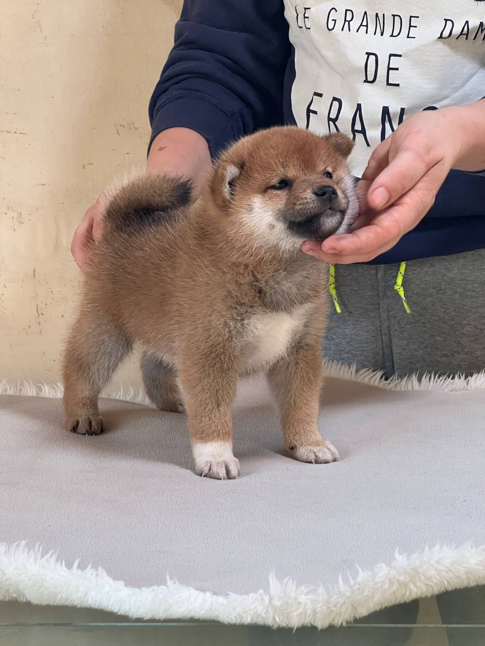 сиба питомник Рубилайт щенки на продажу rubylight  сиба щенки купить СПб Санкт-Петербург 