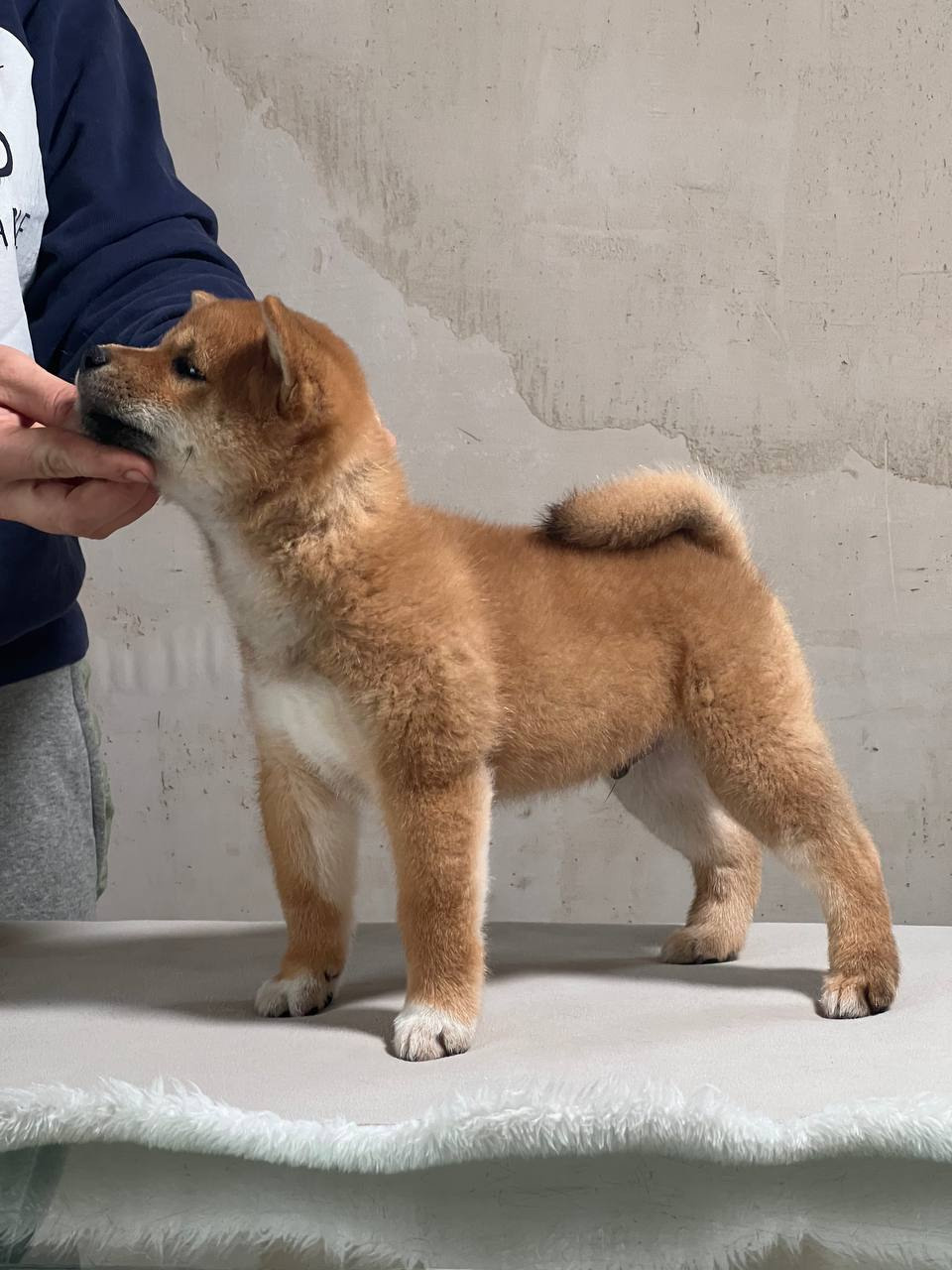 Сиба Rubylight Zack питомник Рубилайт 