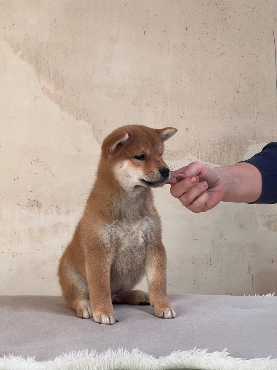 сиба питомник Рубилайт щенки на продажу rubylight  сиба щенки купить СПб Санкт-Петербург 