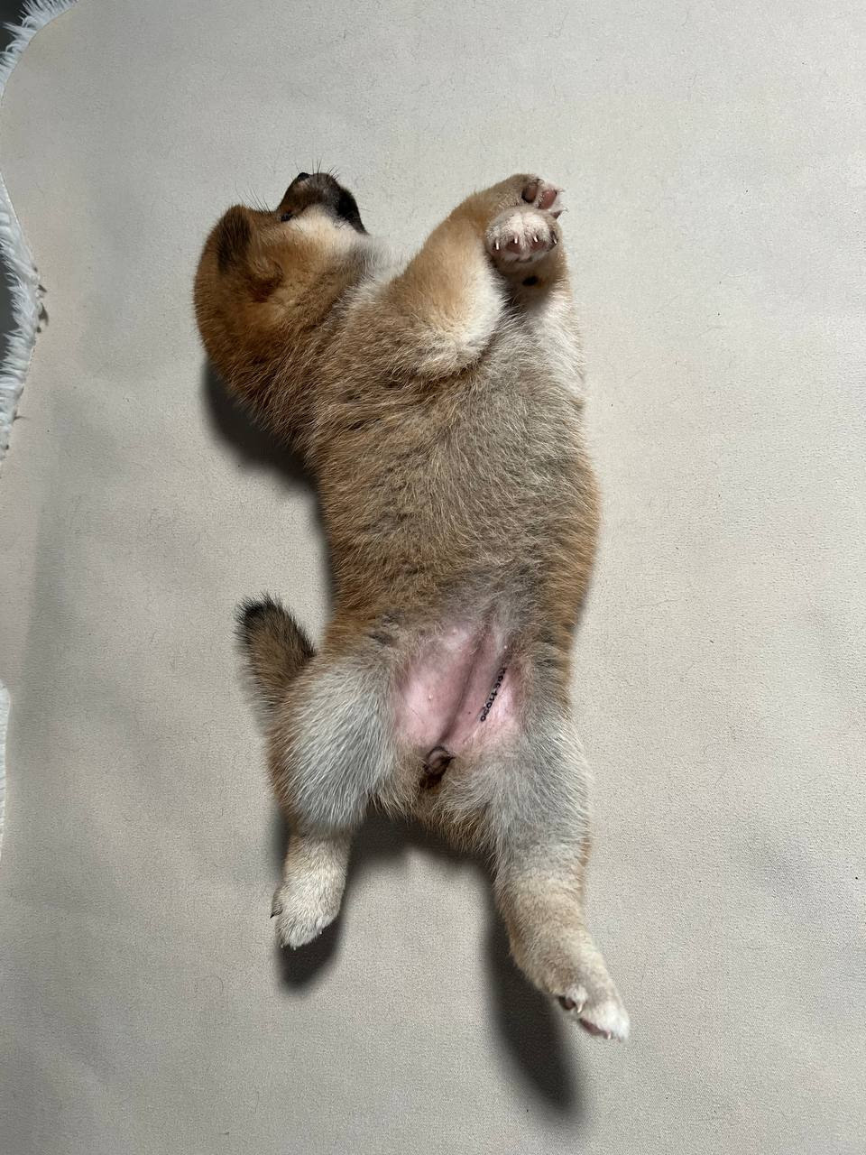 сиба питомник Рубилайт щенки на продажу rubylight  сиба щенки купить СПб Санкт-Петербург 