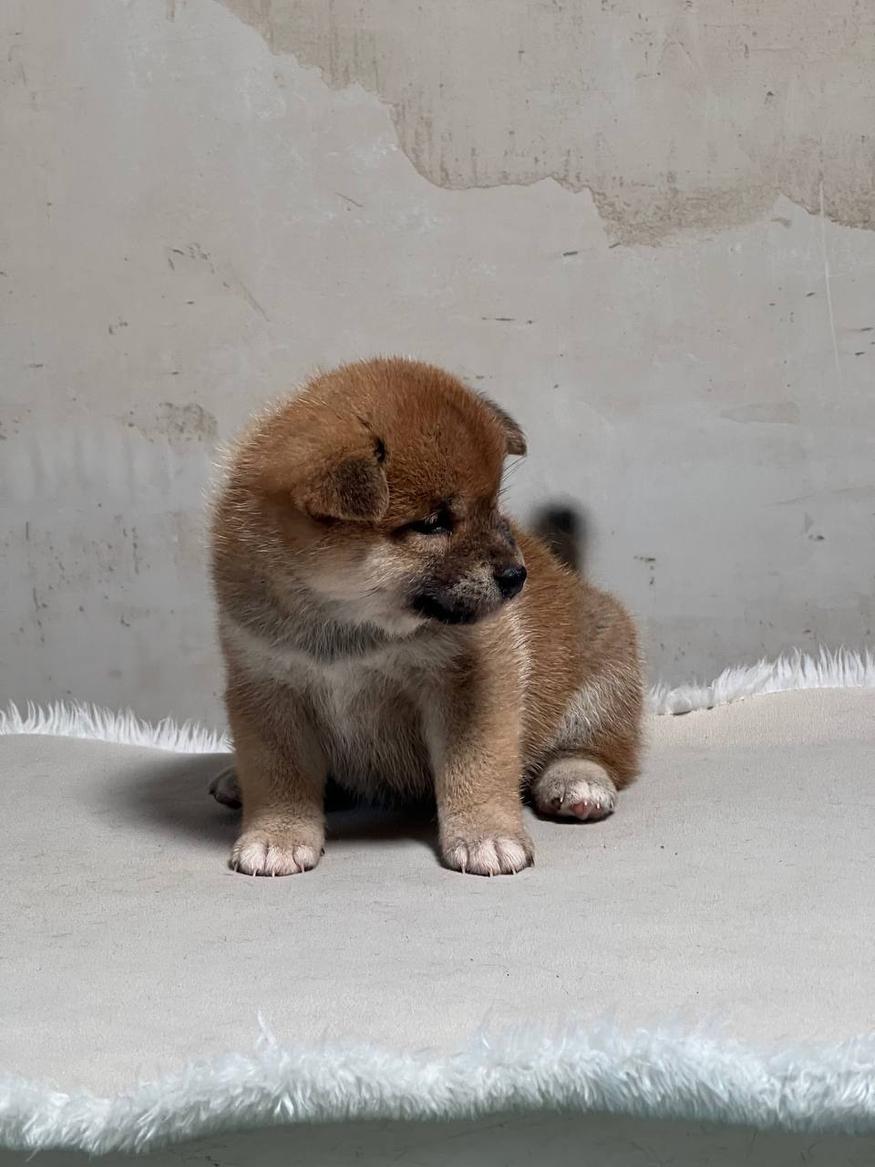 сиба питомник Рубилайт щенки на продажу rubylight  сиба щенки купить СПб Санкт-Петербург 