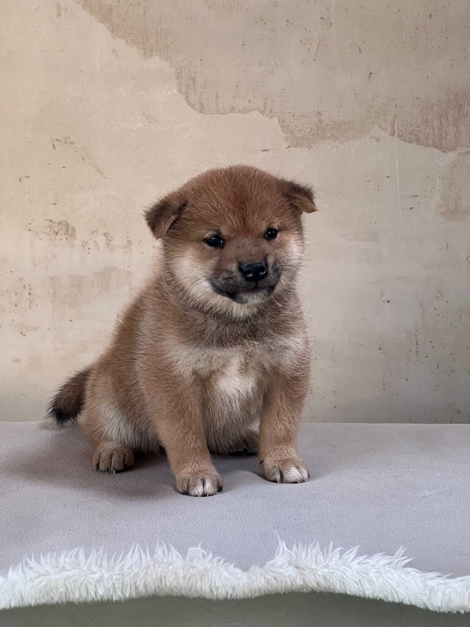 сиба питомник Рубилайт щенки на продажу rubylight  сиба щенки купить СПб Санкт-Петербург 