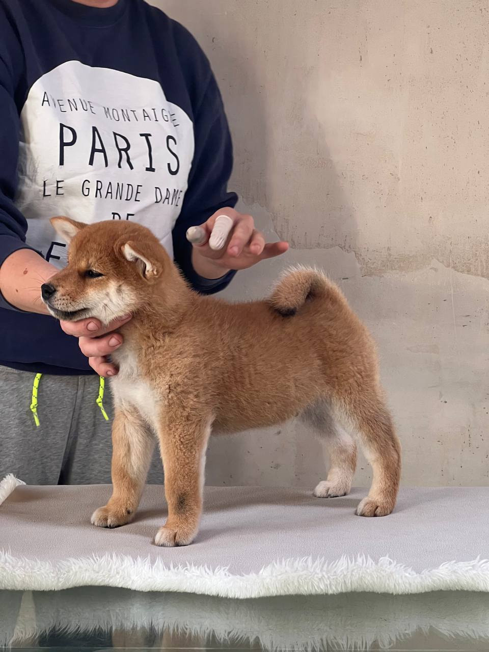 сиба питомник Рубилайт щенки на продажу rubylight  сиба щенки купить СПб Санкт-Петербург 