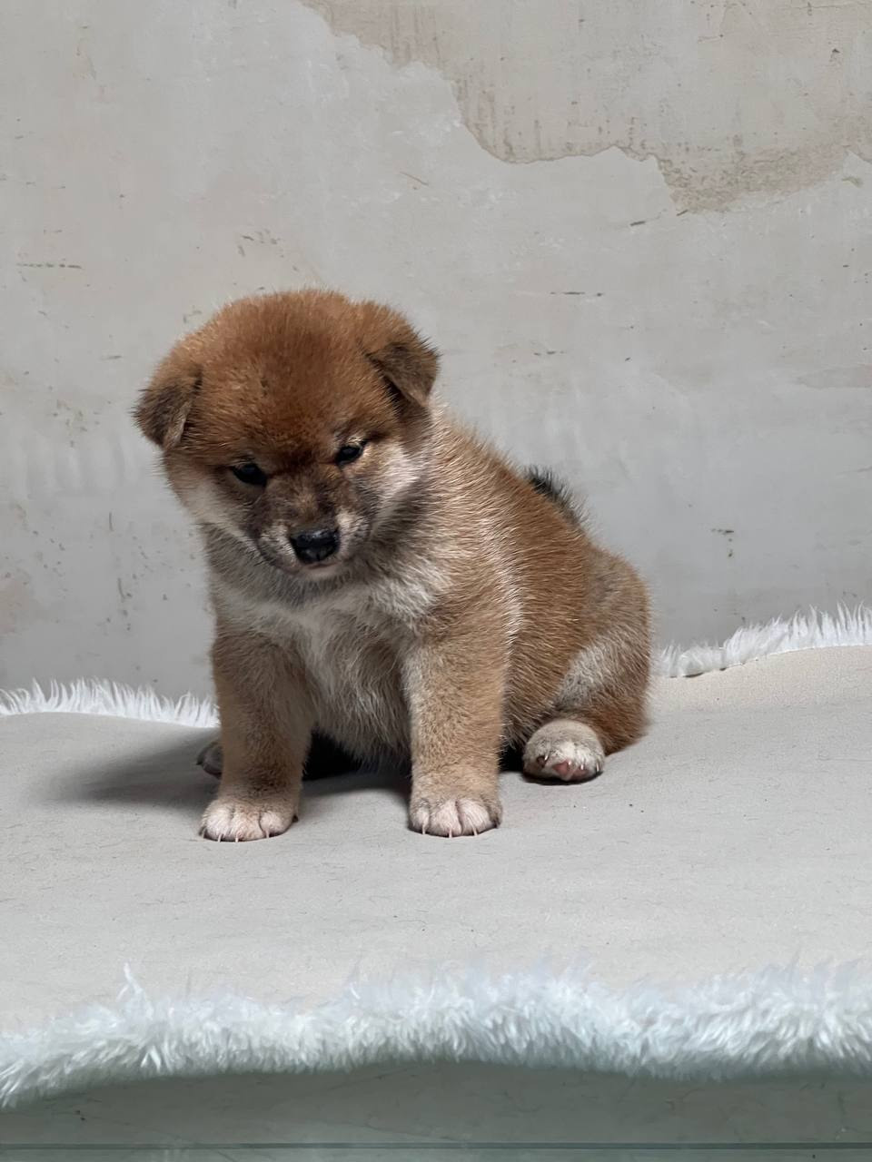 сиба питомник Рубилайт щенки на продажу rubylight  сиба щенки купить СПб Санкт-Петербург 