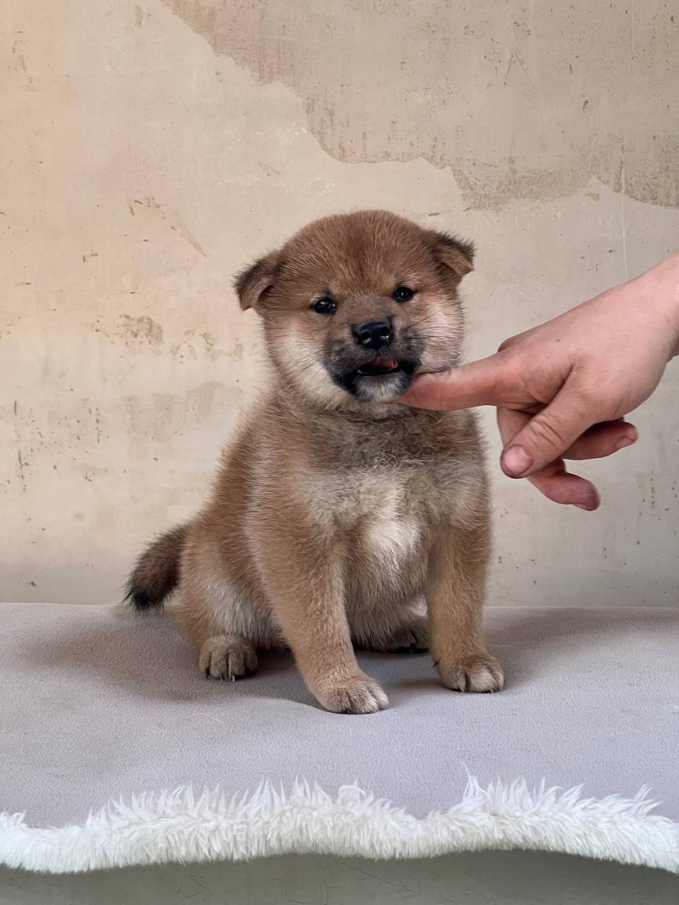 сиба питомник Рубилайт щенки на продажу rubylight  сиба щенки купить СПб Санкт-Петербург 