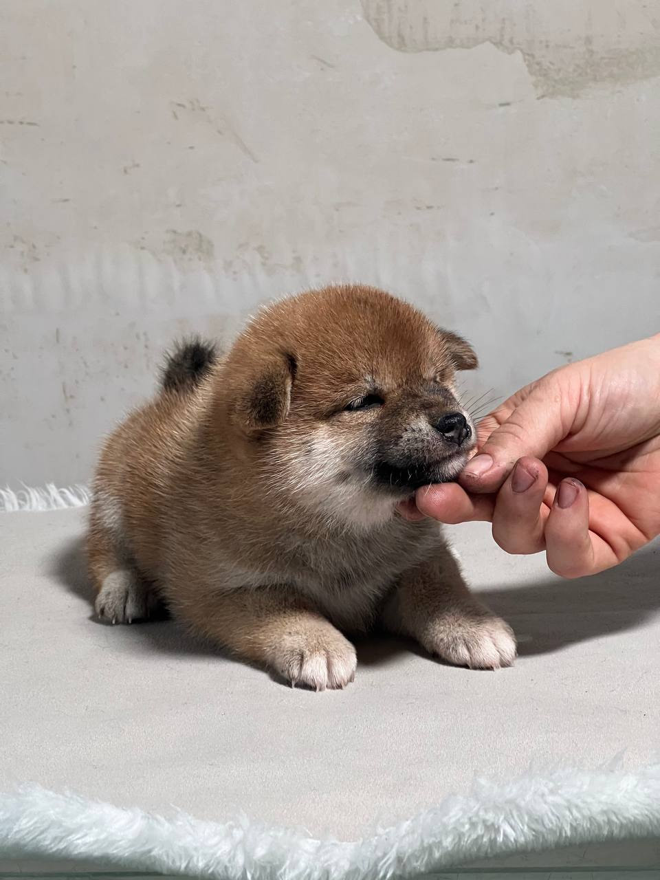 сиба питомник Рубилайт щенки на продажу rubylight  сиба щенки купить СПб Санкт-Петербург 