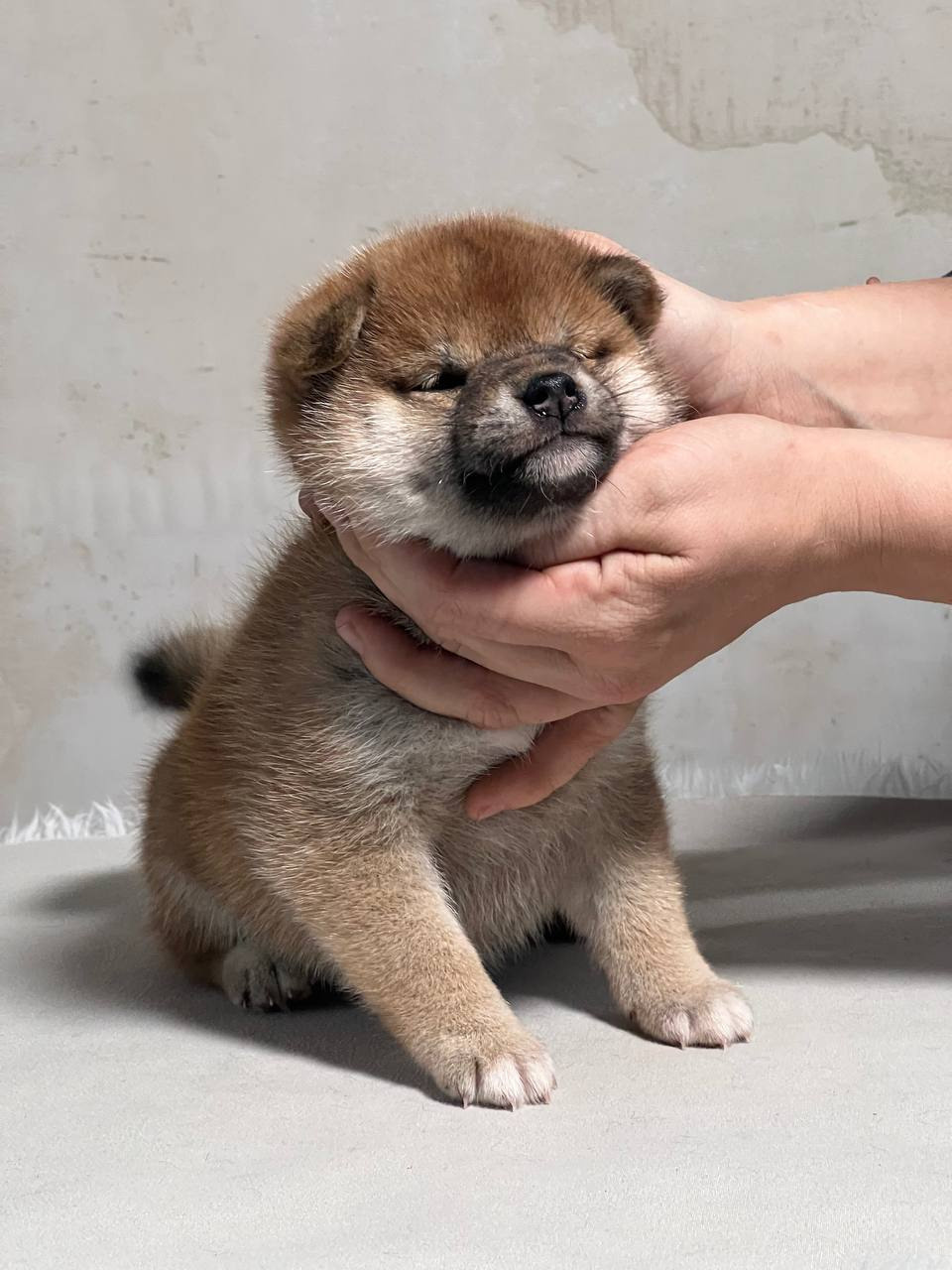 сиба питомник Рубилайт щенки на продажу rubylight  сиба щенки купить СПб Санкт-Петербург 