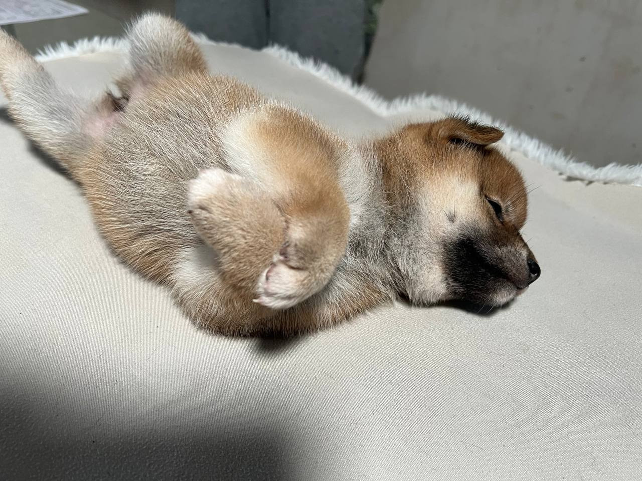 сиба питомник Рубилайт щенки на продажу rubylight  сиба щенки купить СПб Санкт-Петербург 