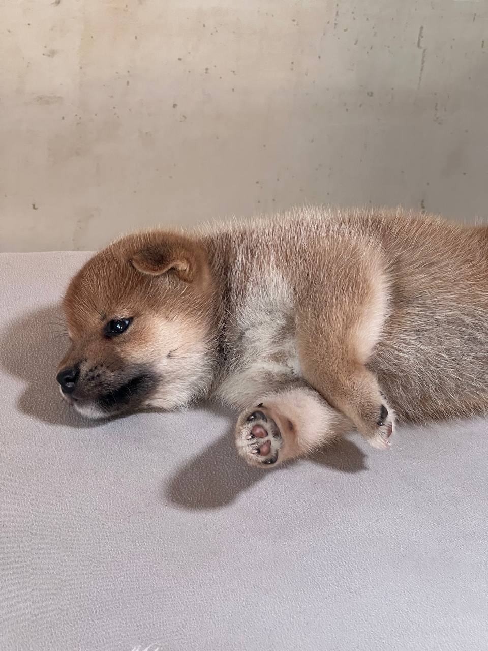 сиба питомник Рубилайт щенки на продажу rubylight  сиба щенки купить СПб Санкт-Петербург 