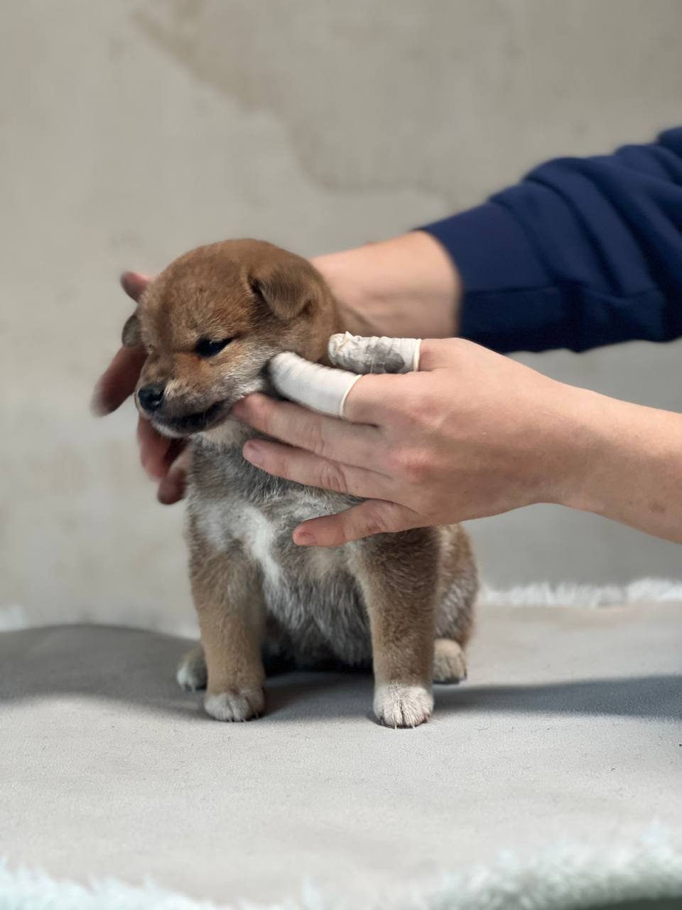 сиба питомник Рубилайт щенки на продажу rubylight  сиба щенки купить СПб Санкт-Петербург 