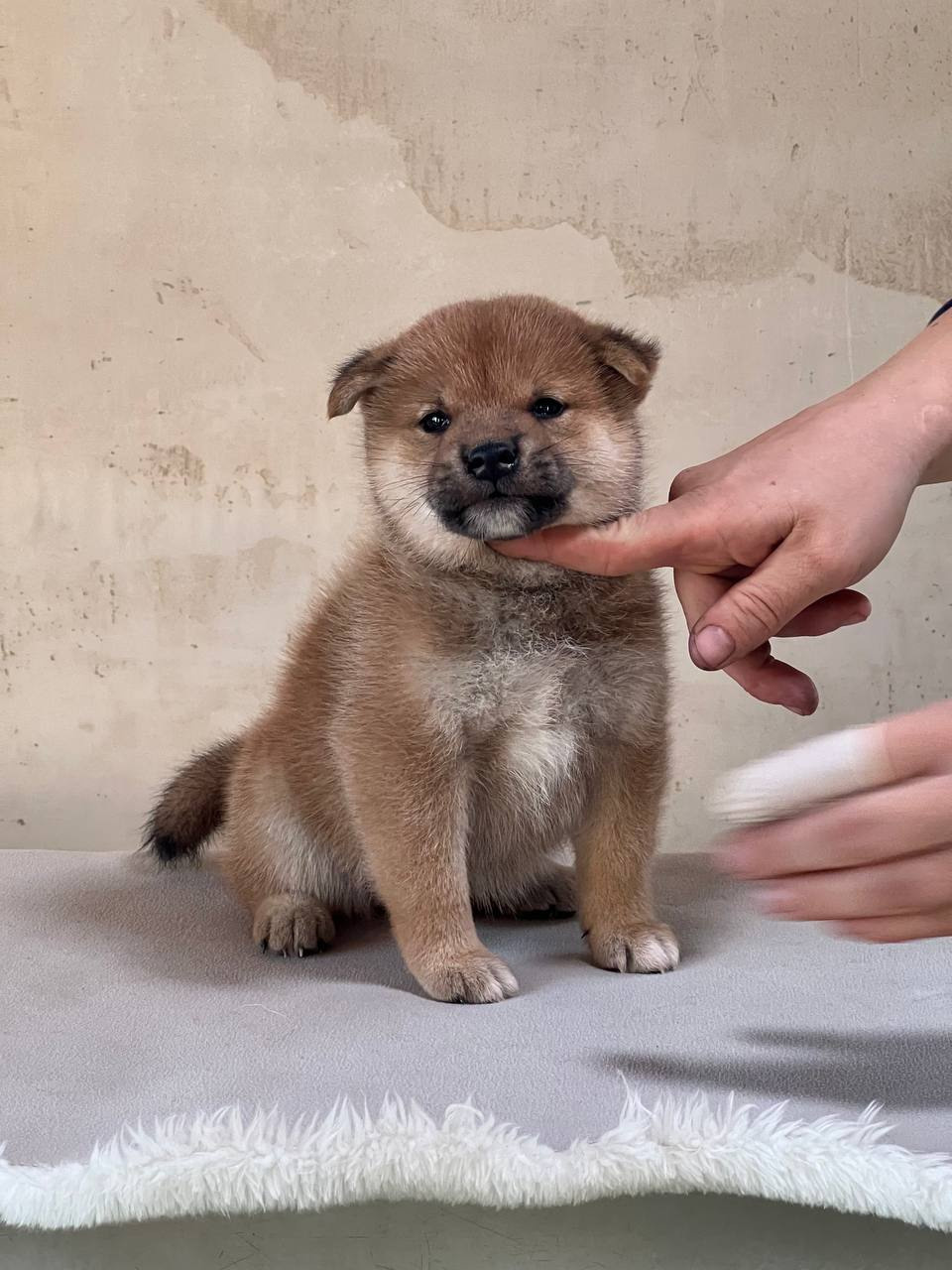 сиба питомник Рубилайт щенки на продажу rubylight  сиба щенки купить СПб Санкт-Петербург 