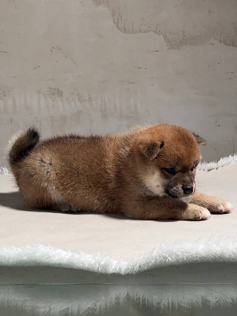 сиба питомник Рубилайт щенки на продажу rubylight  сиба щенки купить СПб Санкт-Петербург 