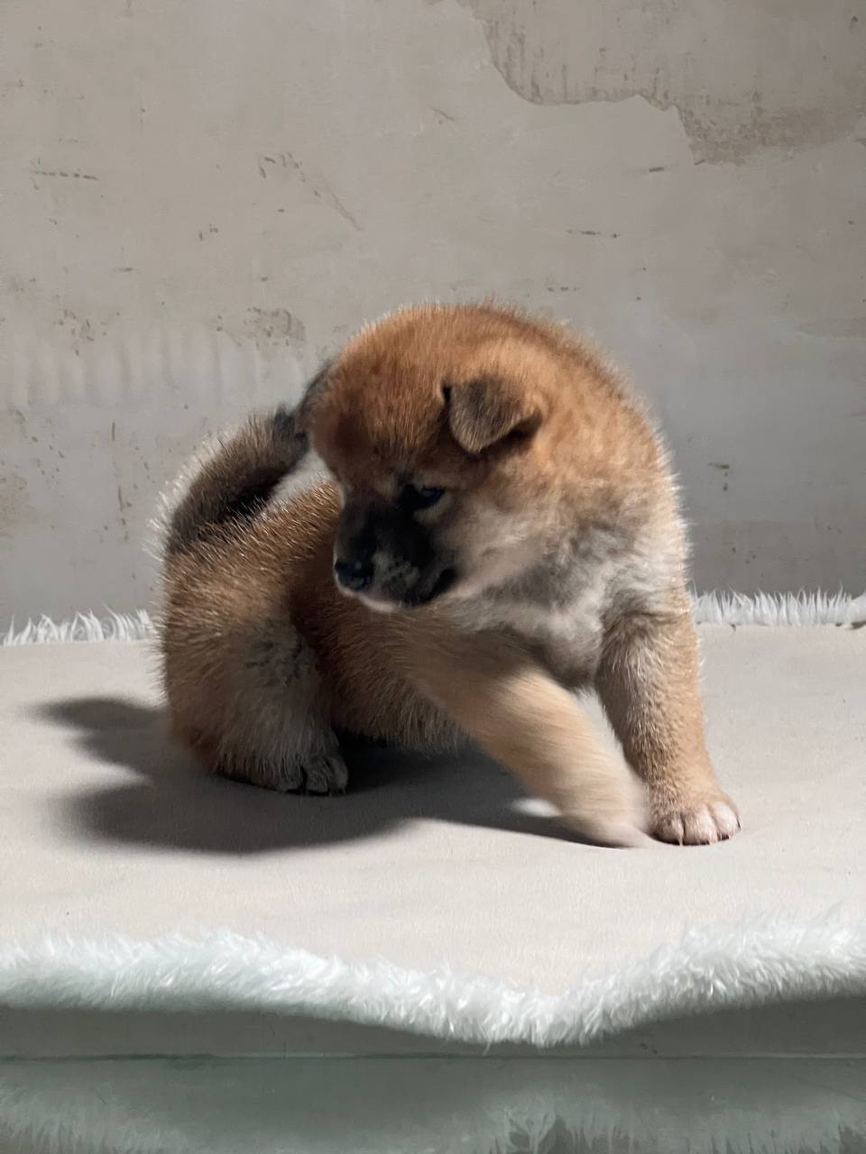 сиба питомник Рубилайт щенки на продажу rubylight  сиба щенки купить СПб Санкт-Петербург 