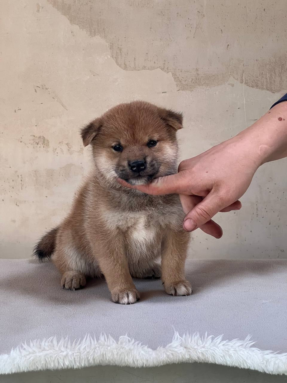 сиба питомник Рубилайт щенки на продажу rubylight  сиба щенки купить СПб Санкт-Петербург 