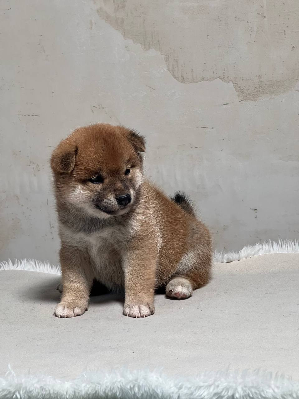 сиба питомник Рубилайт щенки на продажу rubylight  сиба щенки купить СПб Санкт-Петербург 