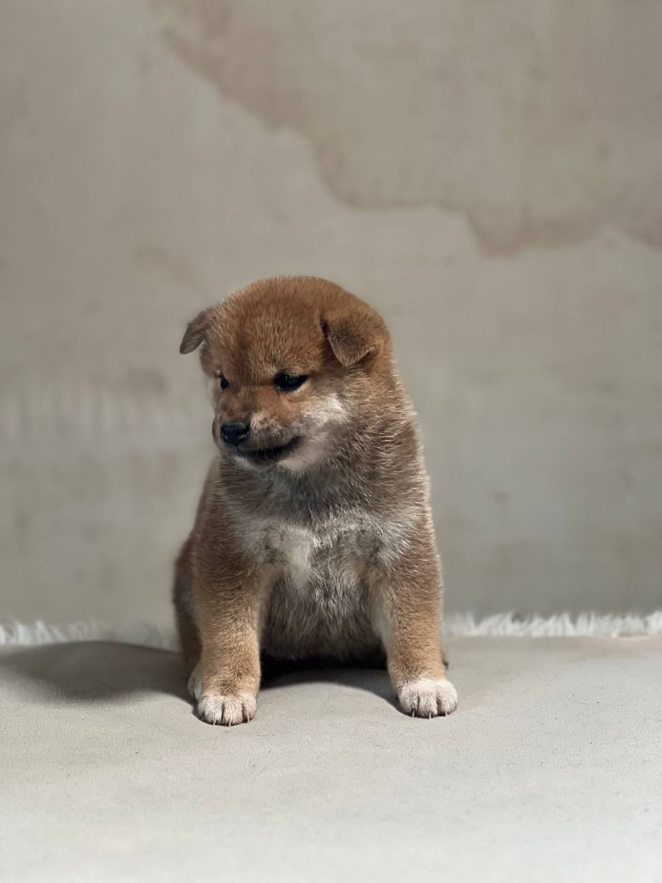 сиба питомник Рубилайт щенки на продажу rubylight  сиба щенки купить СПб Санкт-Петербург 