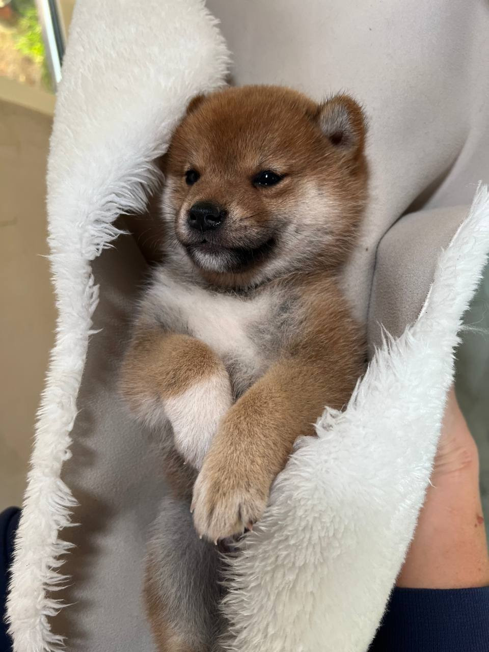 сиба питомник Рубилайт щенки на продажу rubylight  сиба щенки купить СПб Санкт-Петербург 