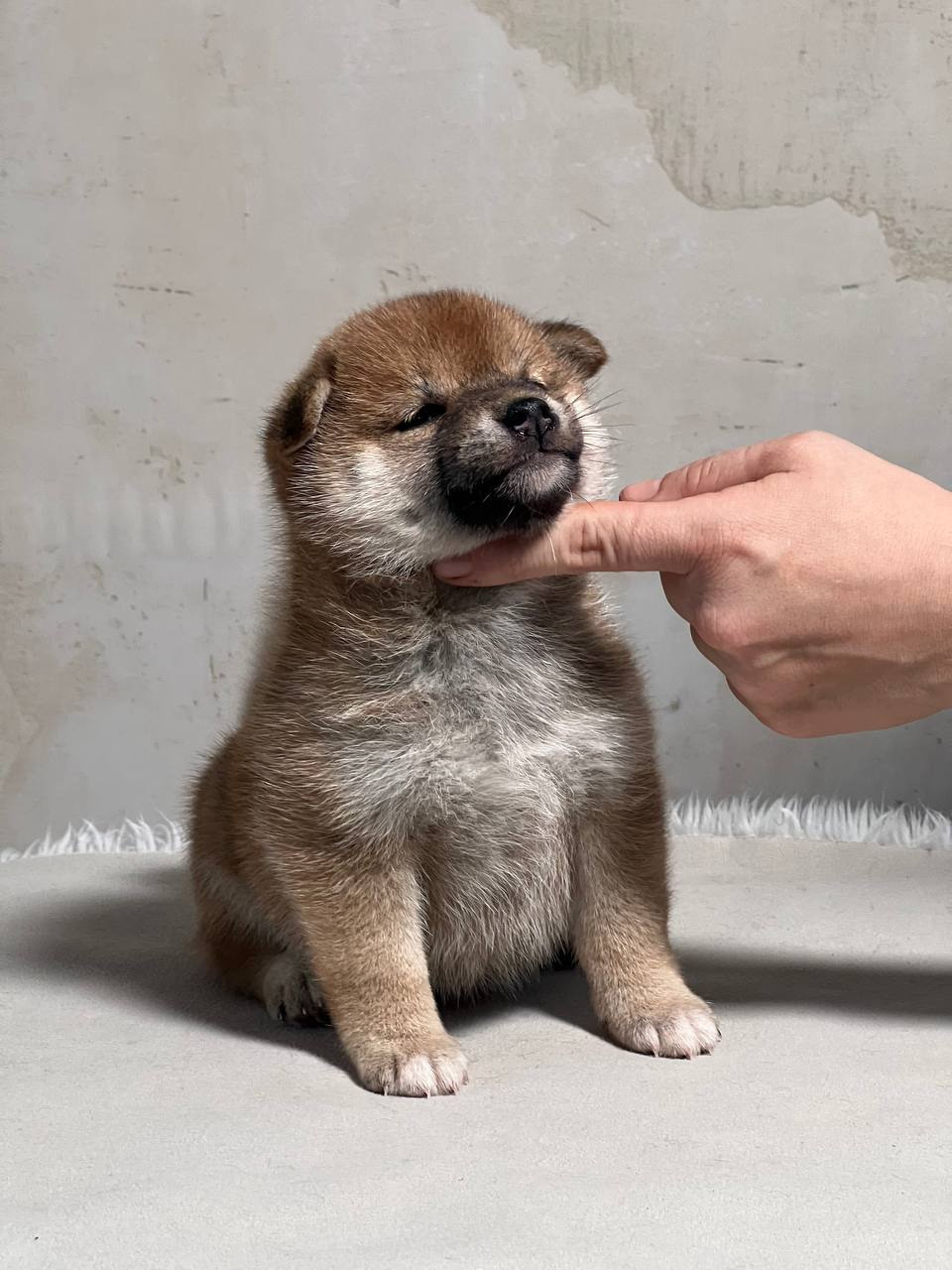 сиба питомник Рубилайт щенки на продажу rubylight  сиба щенки купить СПб Санкт-Петербург 