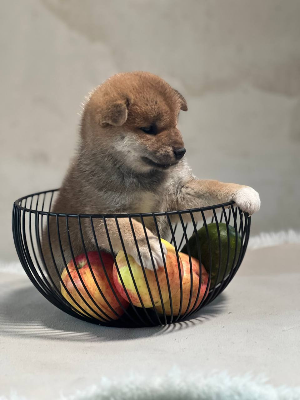 сиба питомник Рубилайт щенки на продажу rubylight  сиба щенки купить СПб Санкт-Петербург 