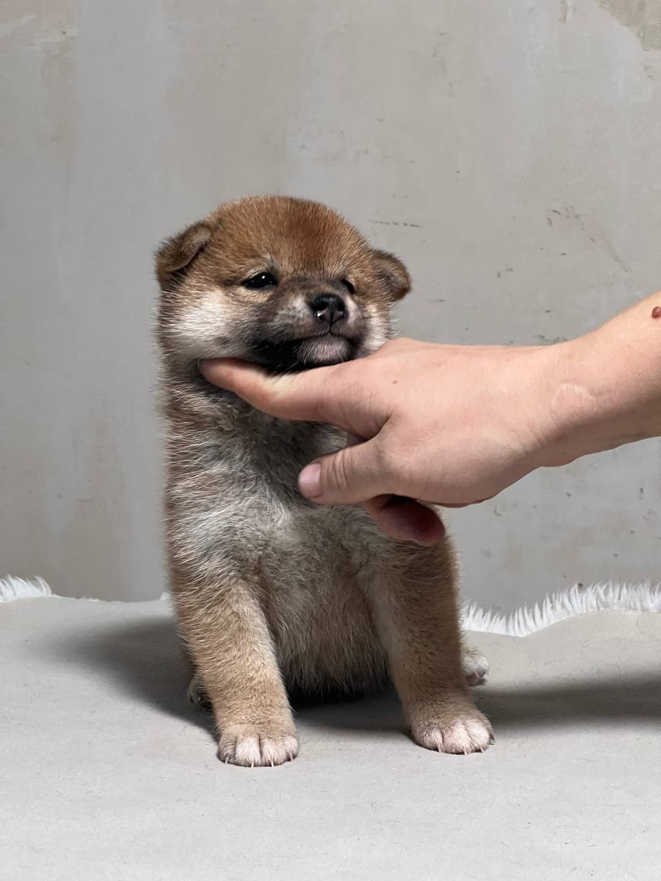 сиба питомник Рубилайт щенки на продажу rubylight  сиба щенки купить СПб Санкт-Петербург 