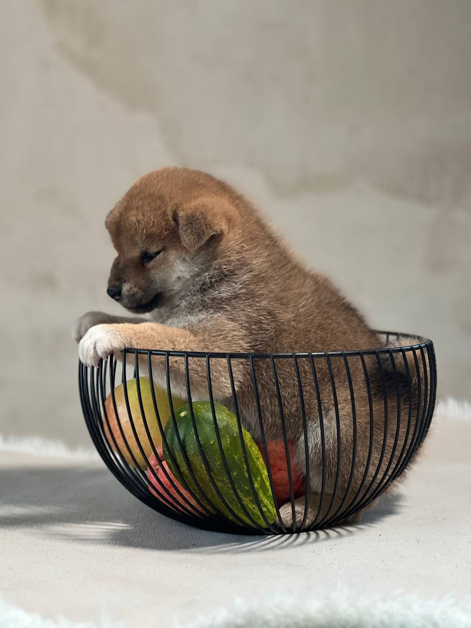 сиба питомник Рубилайт щенки на продажу rubylight  сиба щенки купить СПб Санкт-Петербург 