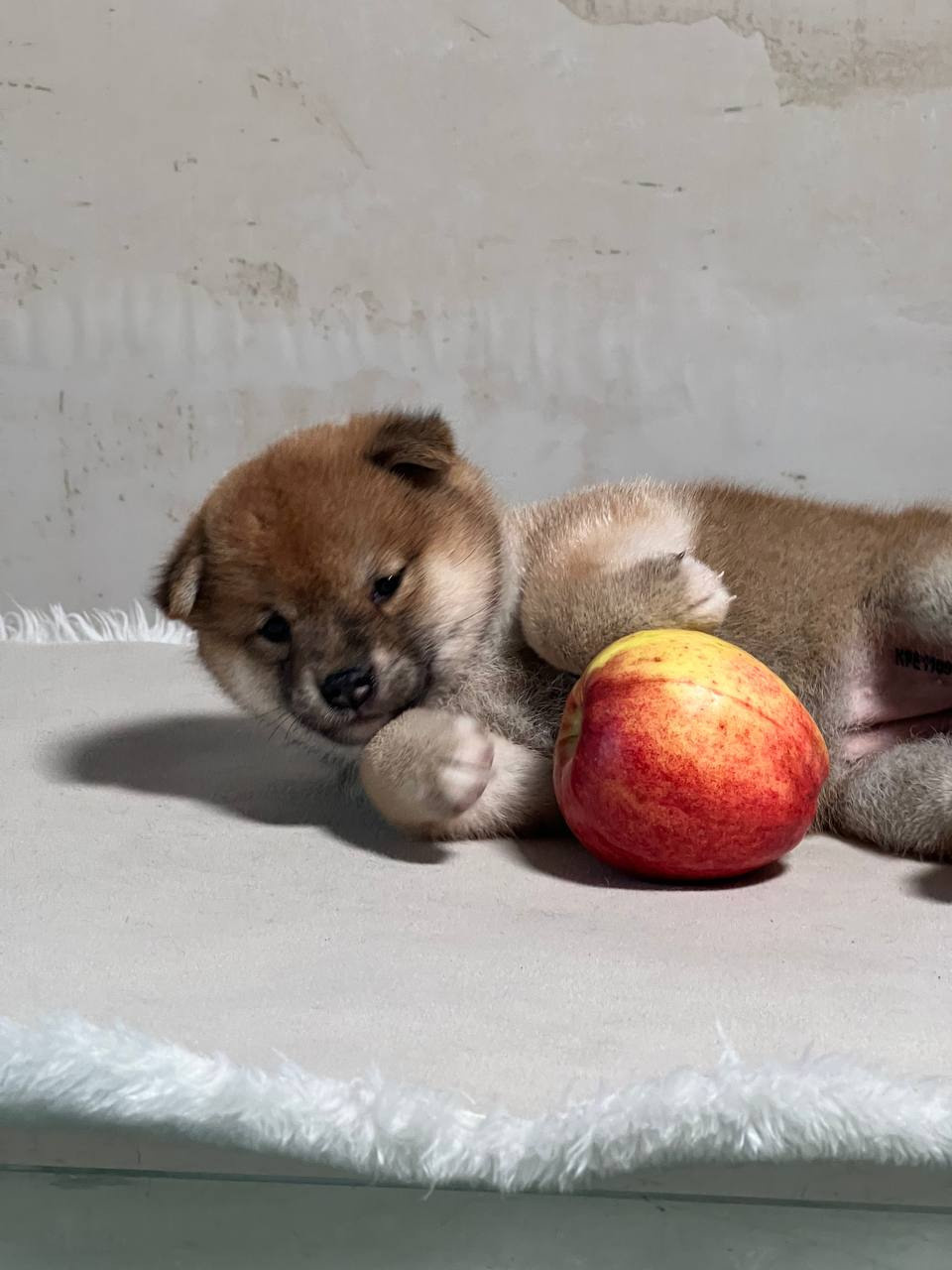 сиба питомник Рубилайт щенки на продажу rubylight  сиба щенки купить СПб Санкт-Петербург 