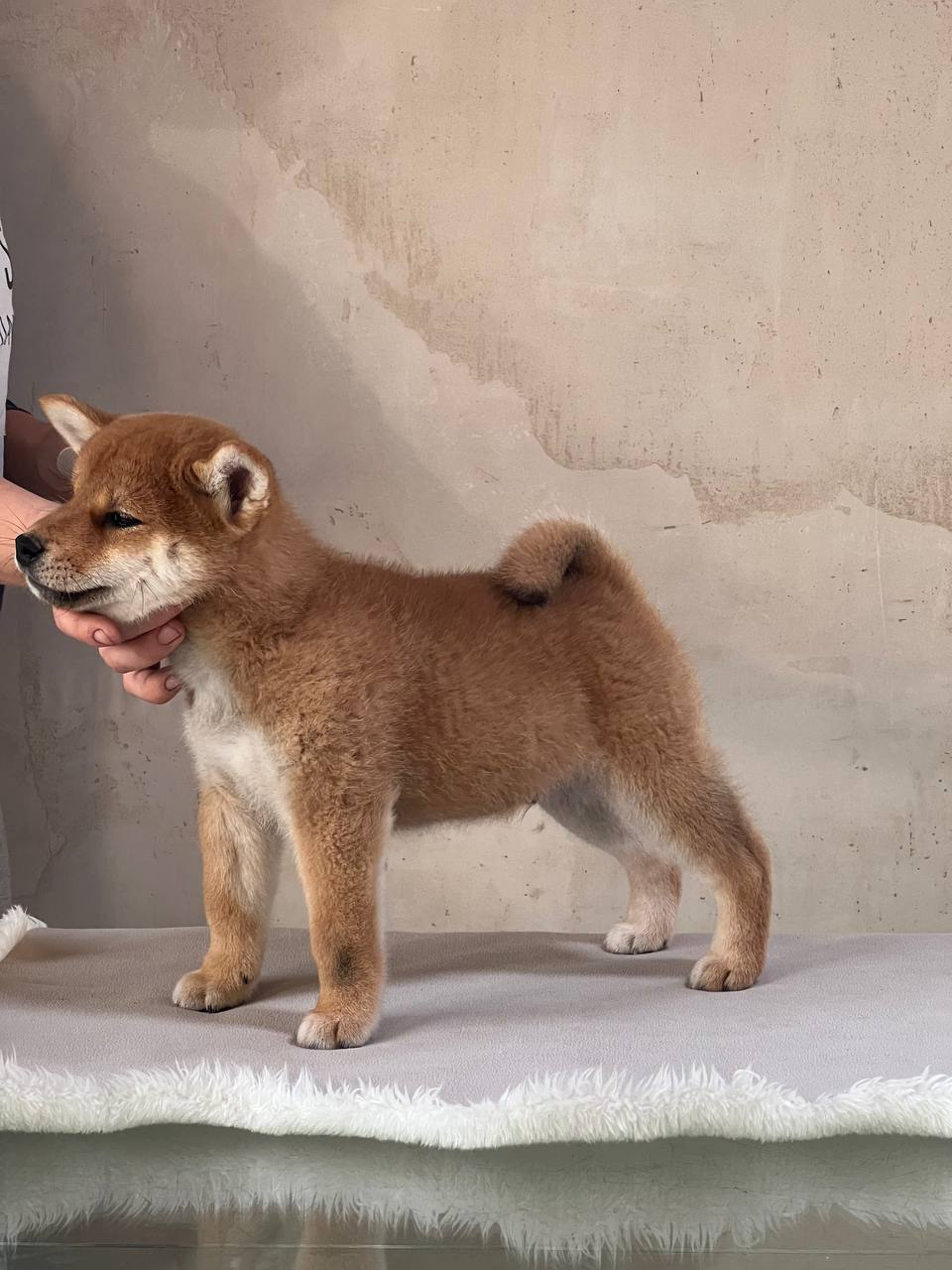 сиба питомник Рубилайт щенки на продажу rubylight  сиба щенки купить СПб Санкт-Петербург 