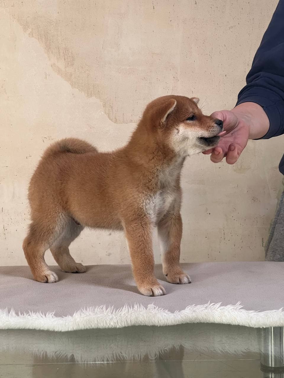 сиба питомник Рубилайт щенки на продажу rubylight  сиба щенки купить СПб Санкт-Петербург 