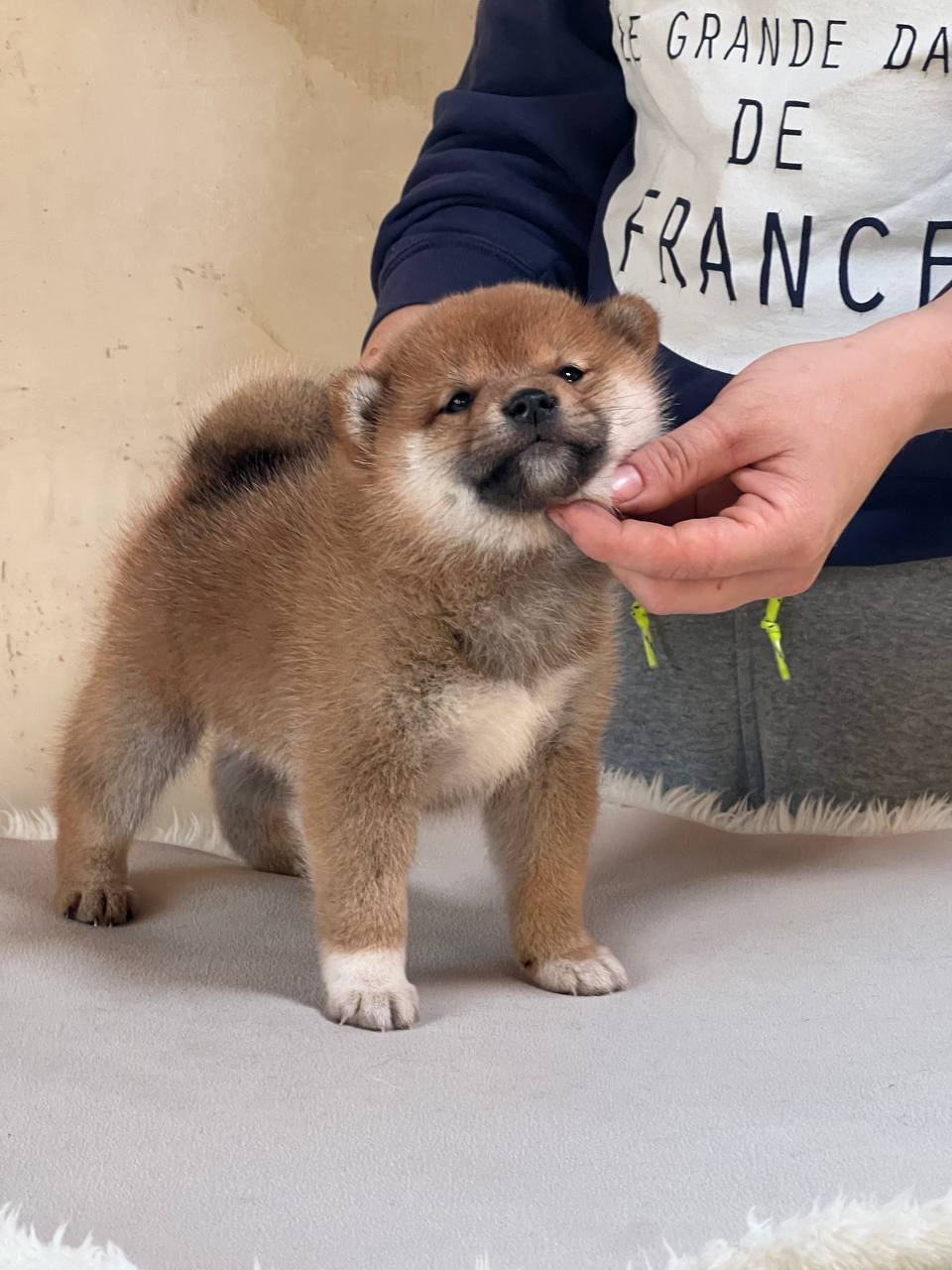 сиба питомник Рубилайт щенки на продажу rubylight  сиба щенки купить СПб Санкт-Петербург 