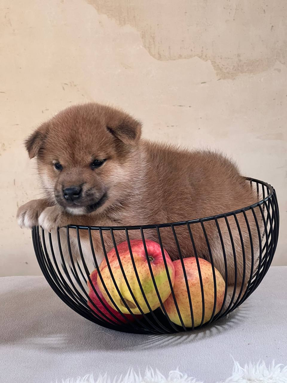 сиба питомник Рубилайт щенки на продажу rubylight  сиба щенки купить СПб Санкт-Петербург 