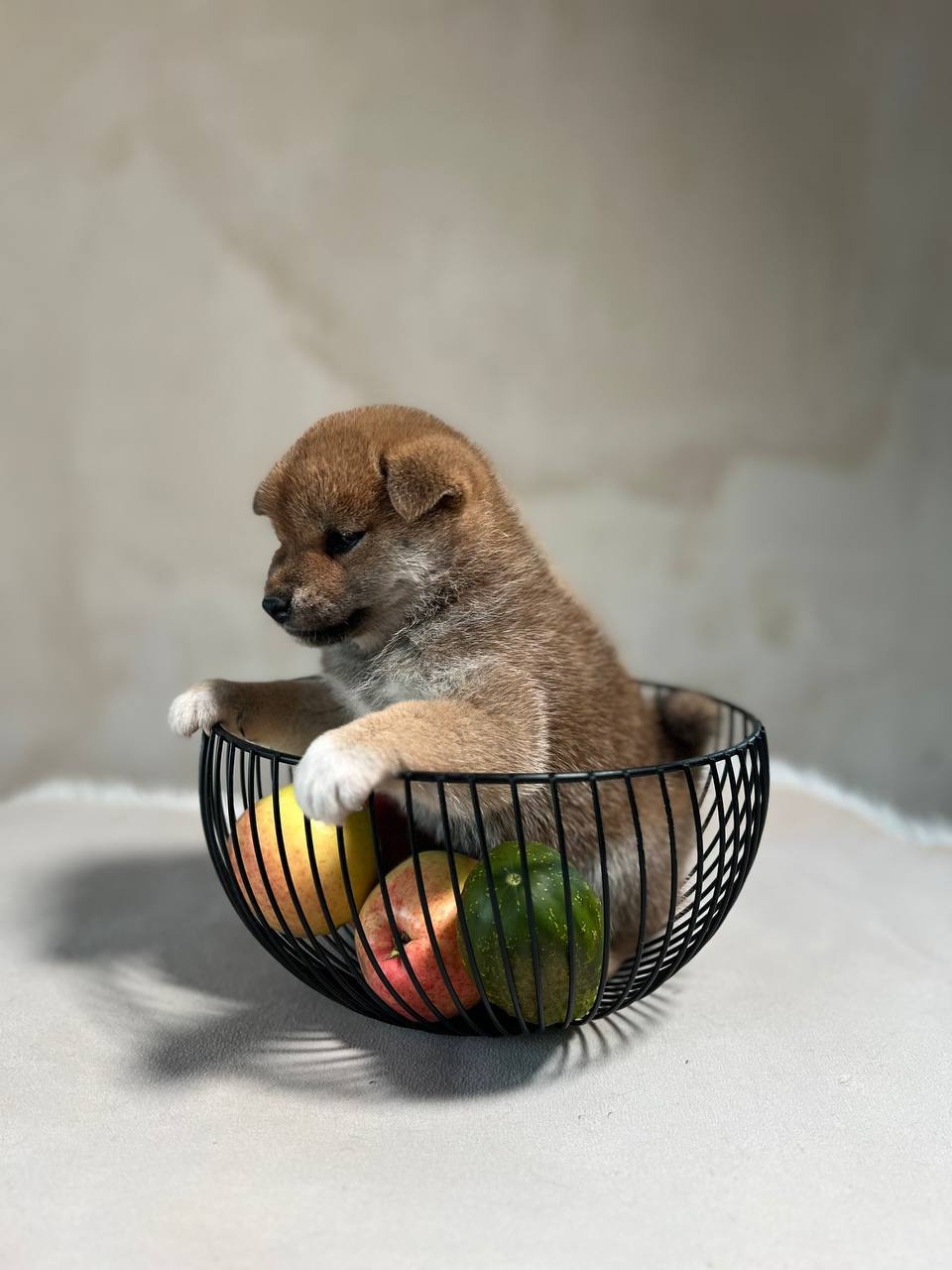 сиба питомник Рубилайт щенки на продажу rubylight  сиба щенки купить СПб Санкт-Петербург 