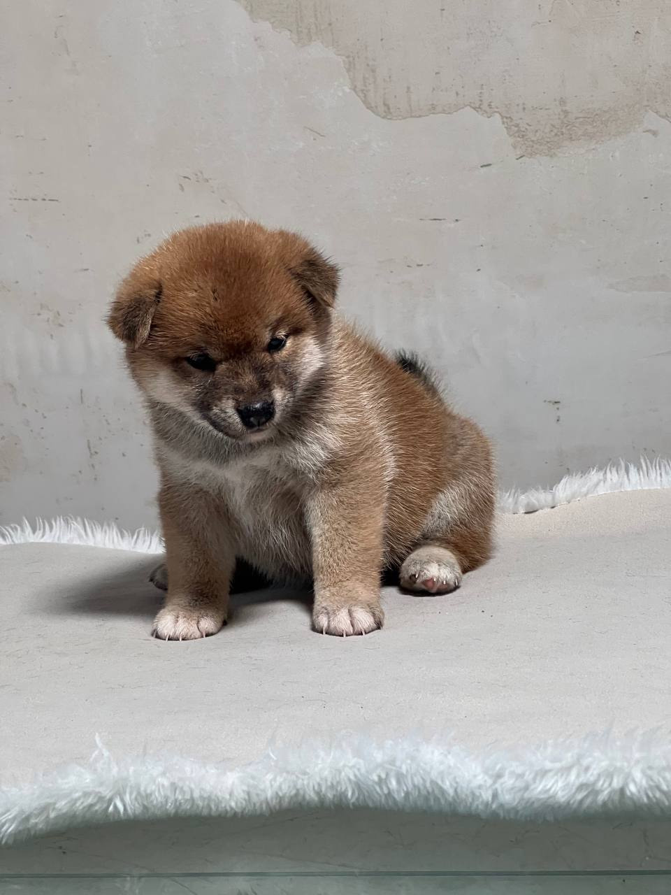 сиба питомник Рубилайт щенки на продажу rubylight  сиба щенки купить СПб Санкт-Петербург 