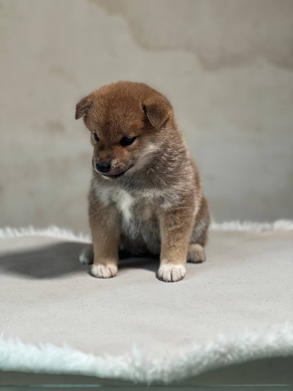 сиба питомник Рубилайт щенки на продажу rubylight  сиба щенки купить СПб Санкт-Петербург 