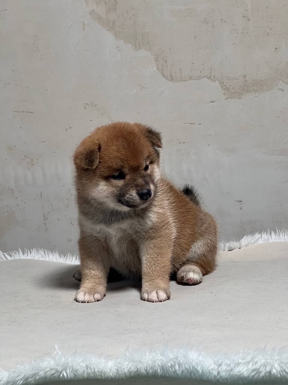 сиба питомник Рубилайт щенки на продажу rubylight  сиба щенки купить СПб Санкт-Петербург 